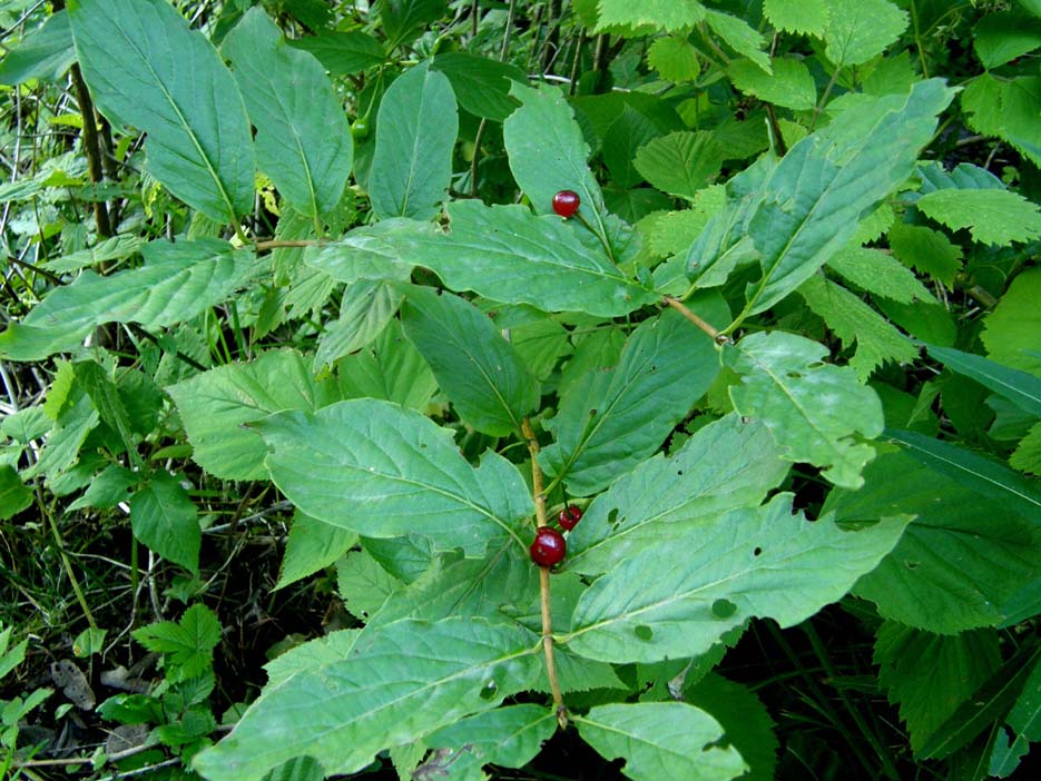 Bacche nerastre da identificare - Lonicera alpigena