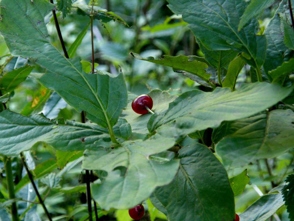 Bacche nerastre da identificare - Lonicera alpigena