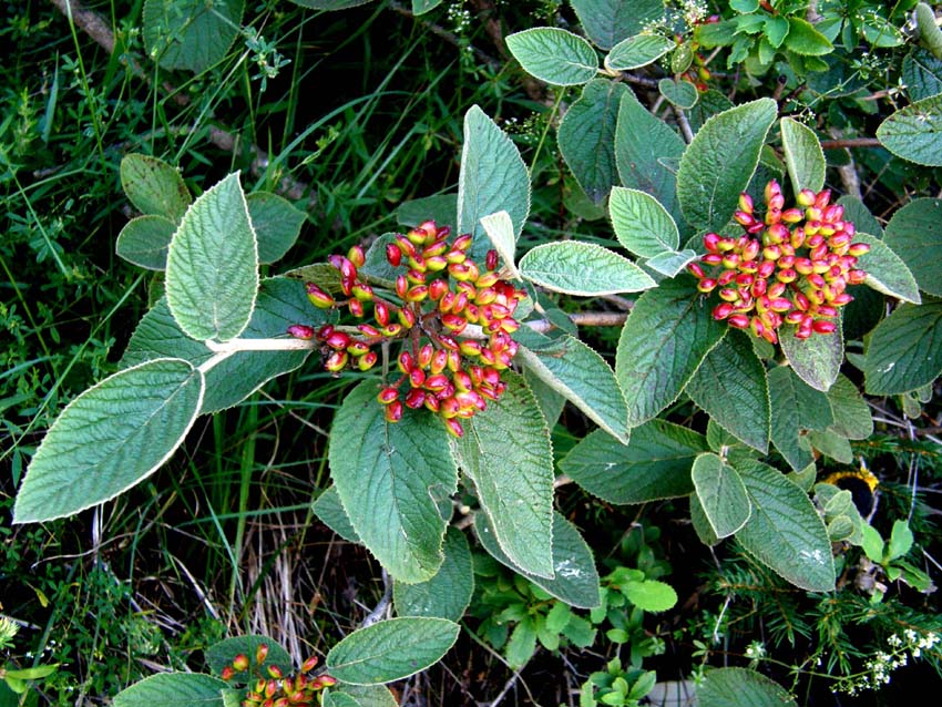 Bacche di quale Viburnum? - Viburnum lantana