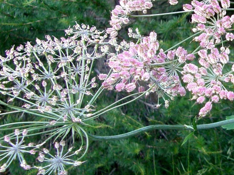 Laserpitium latifolium / Laserpizio erba nocitola