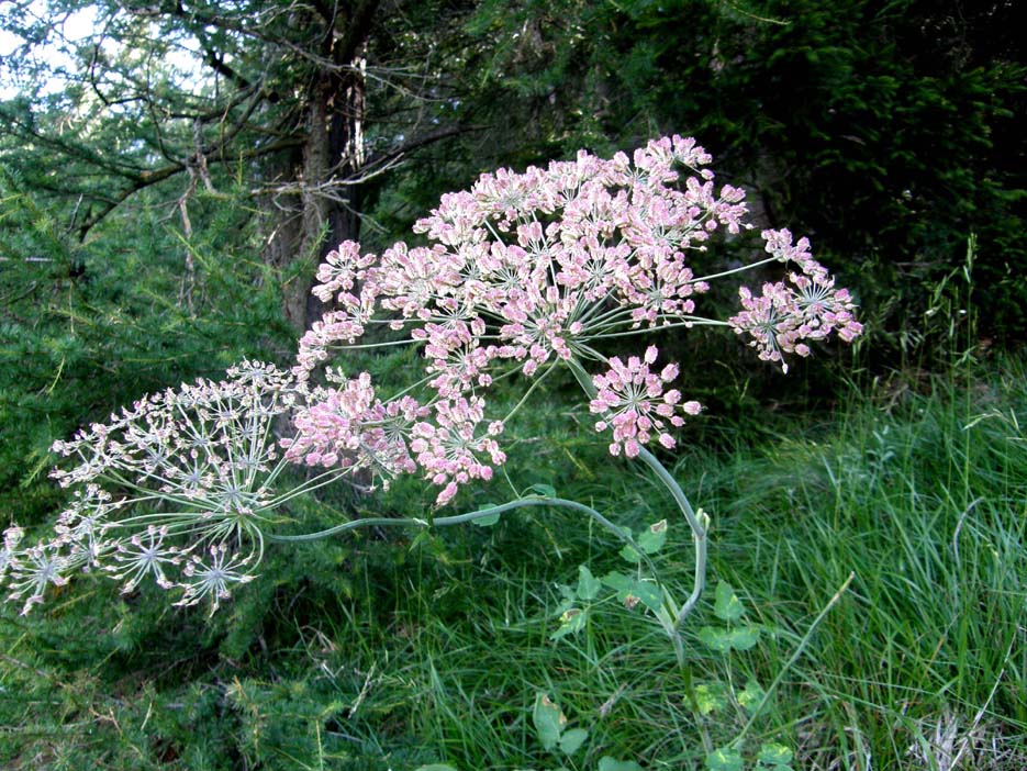 Laserpitium latifolium / Laserpizio erba nocitola