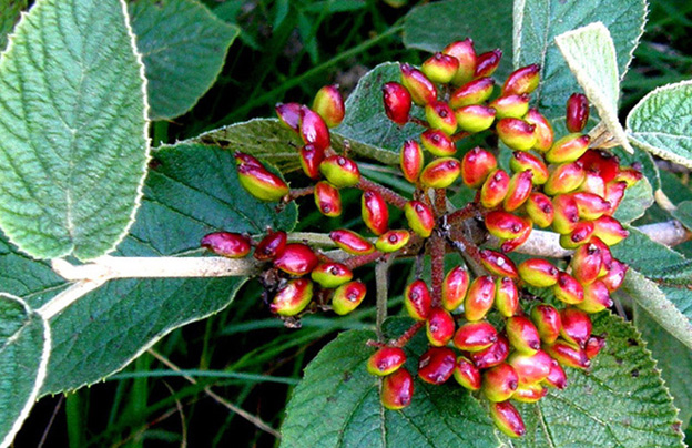 Bacche di quale Viburnum? - Viburnum lantana