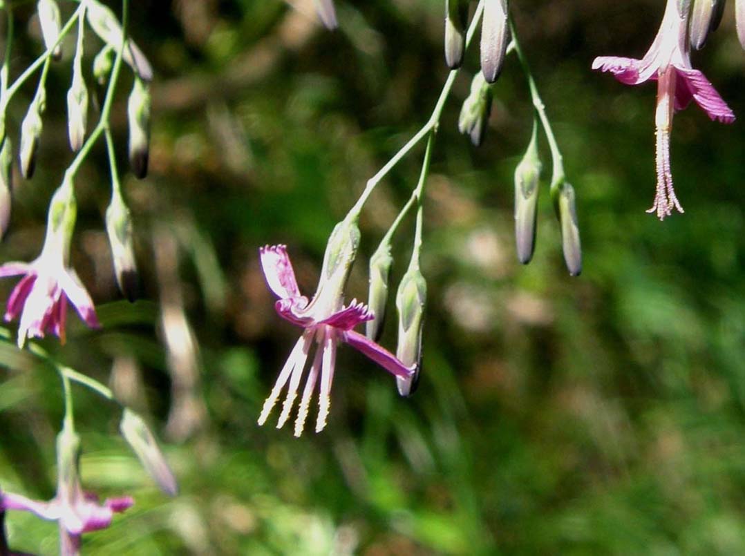 Prenanthes purpurea