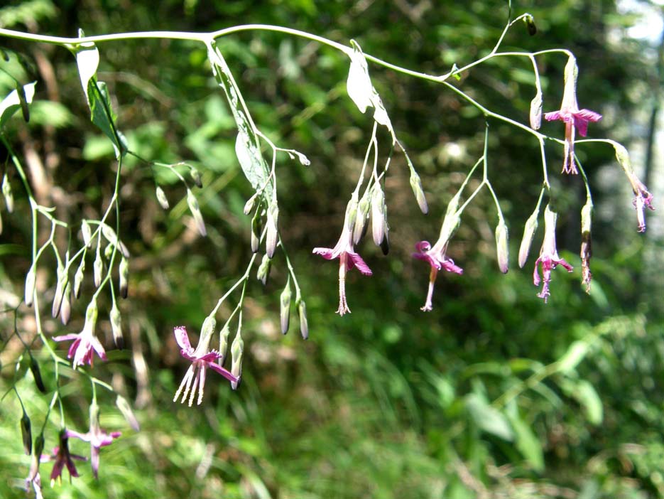 Prenanthes purpurea