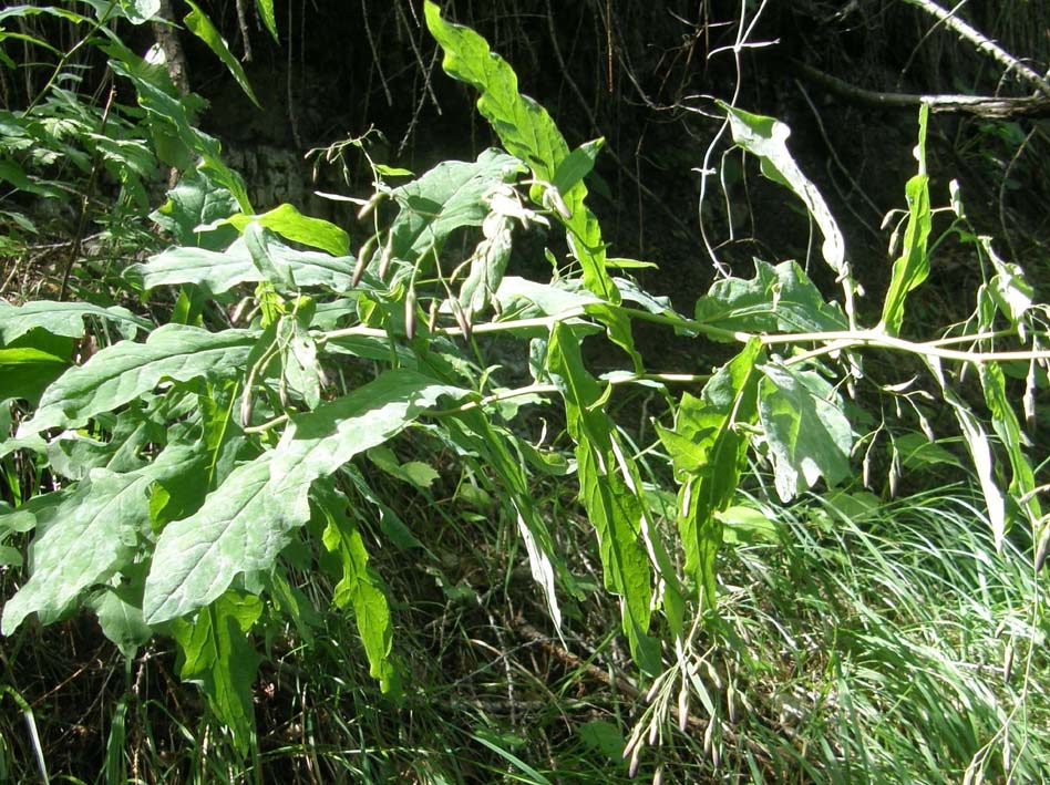 Prenanthes purpurea