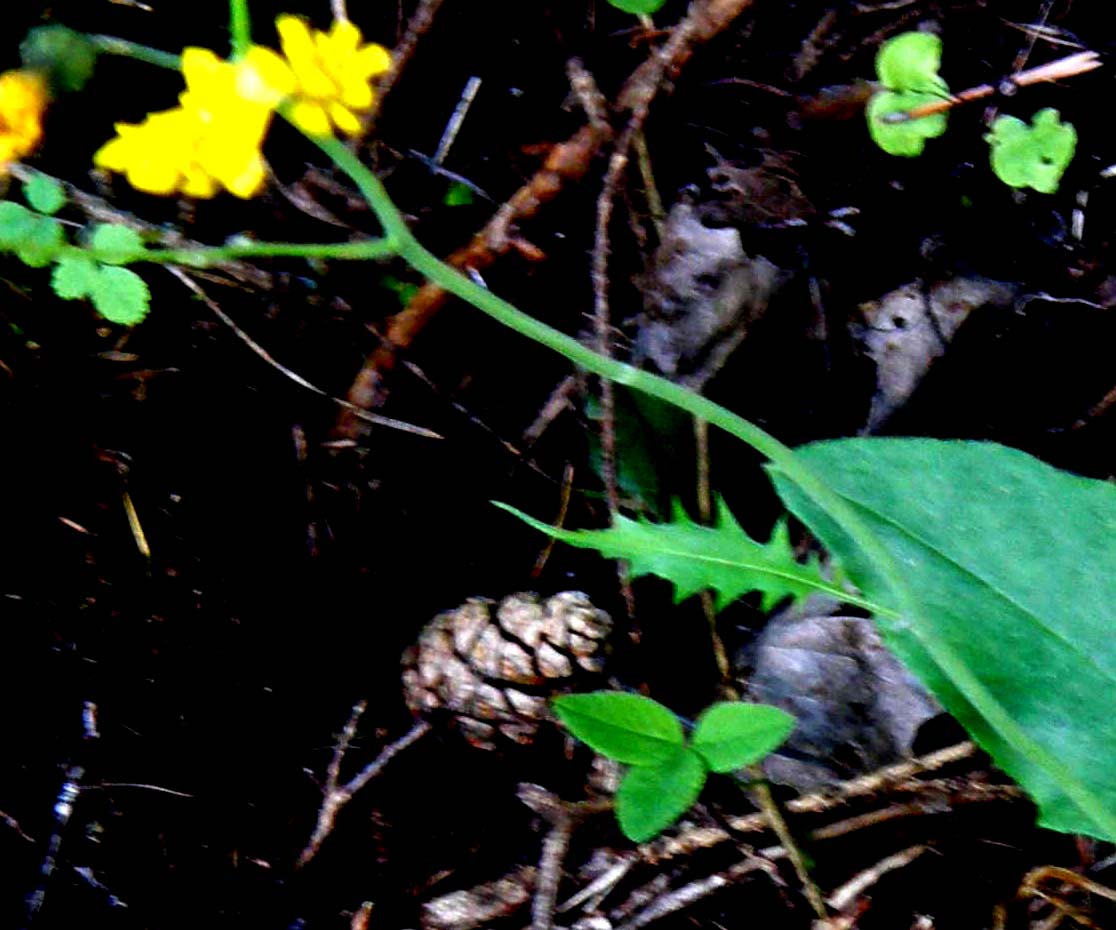 Hieracium sp. (Asteraceae)