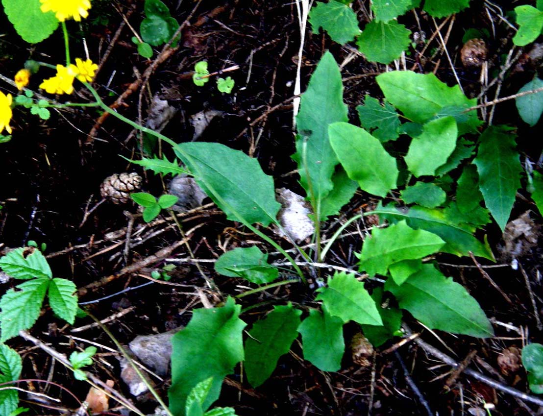 Hieracium sp. (Asteraceae)