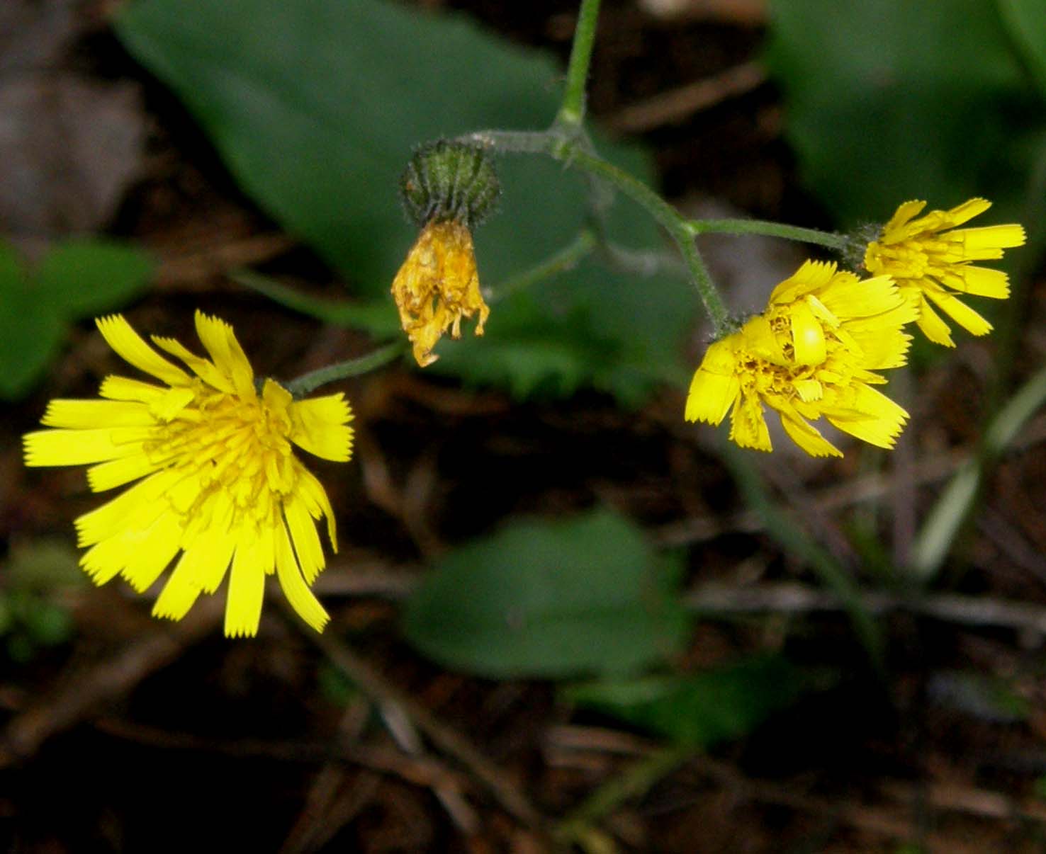 Hieracium sp. (Asteraceae)