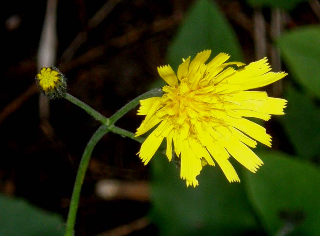 Hieracium sp. (Asteraceae)