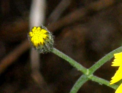 Hieracium sp. (Asteraceae)