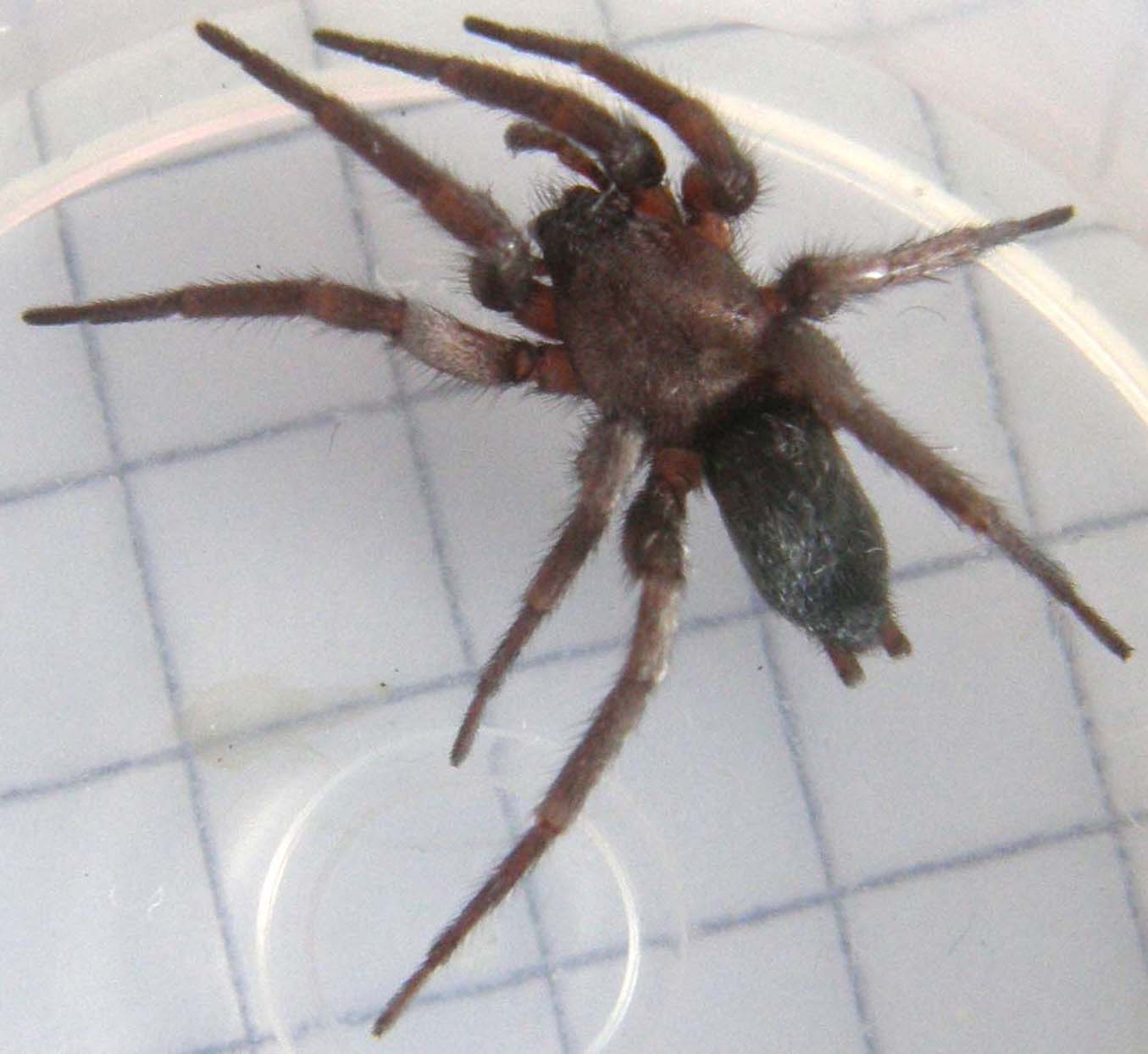 Scotophaeus sp.