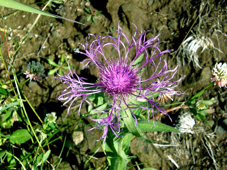 Centaurea nervosa