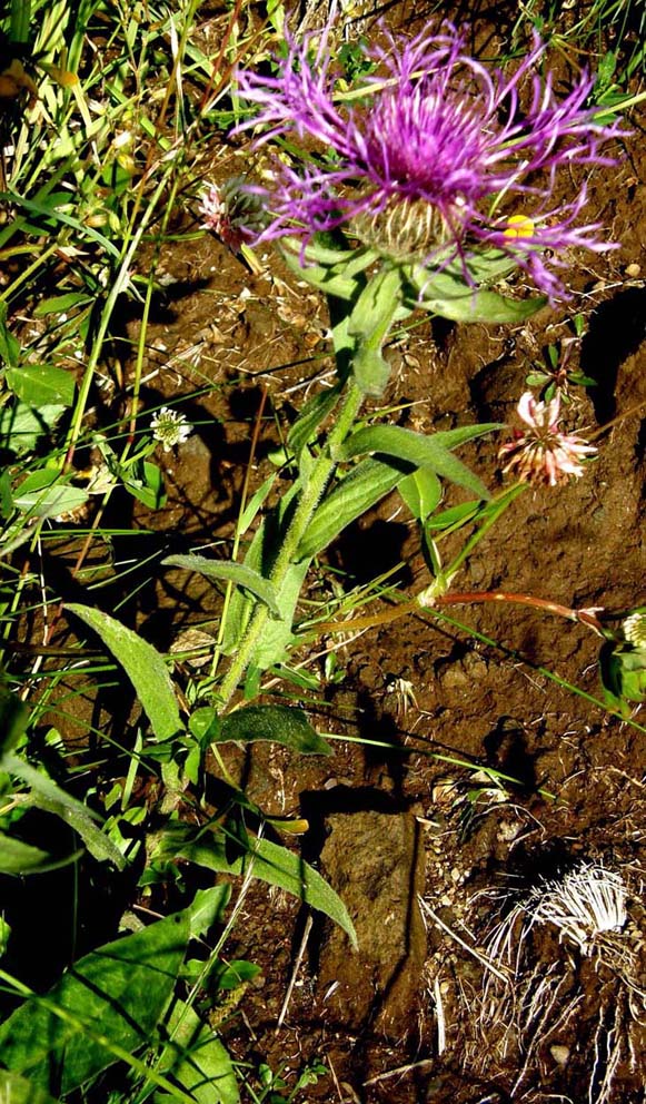 Centaurea nervosa