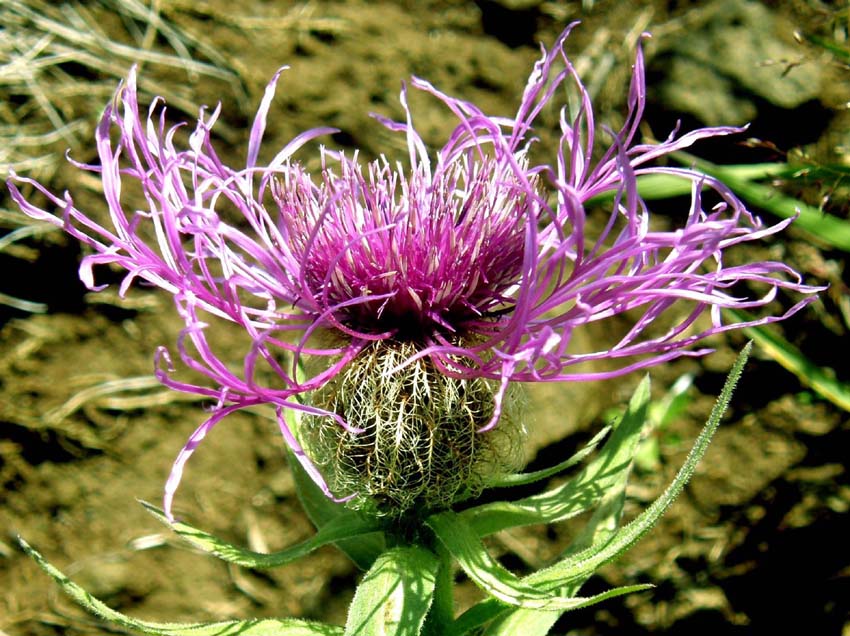 Centaurea nervosa