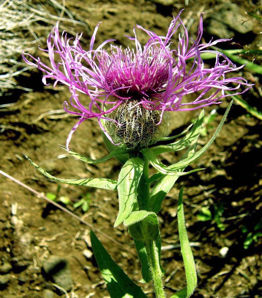 Centaurea nervosa