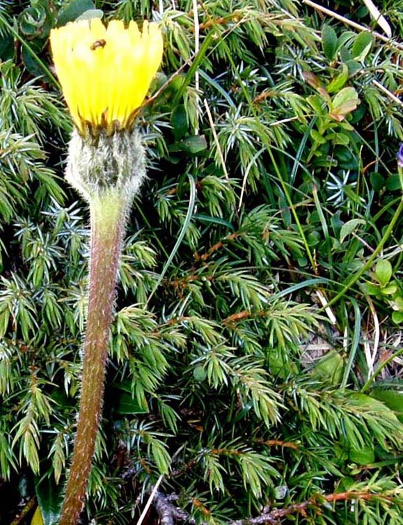 Hypochaeris uniflora