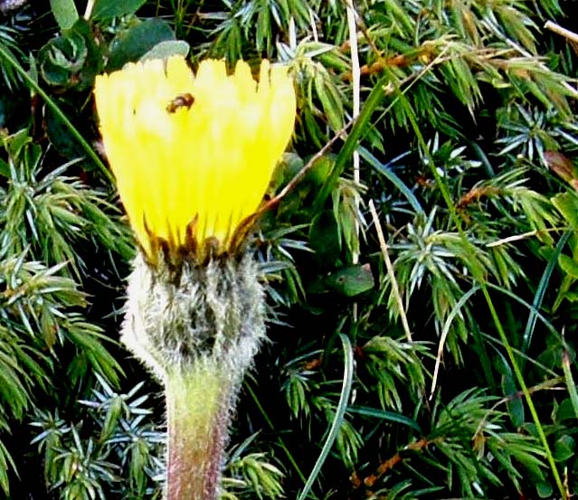 Hypochaeris uniflora