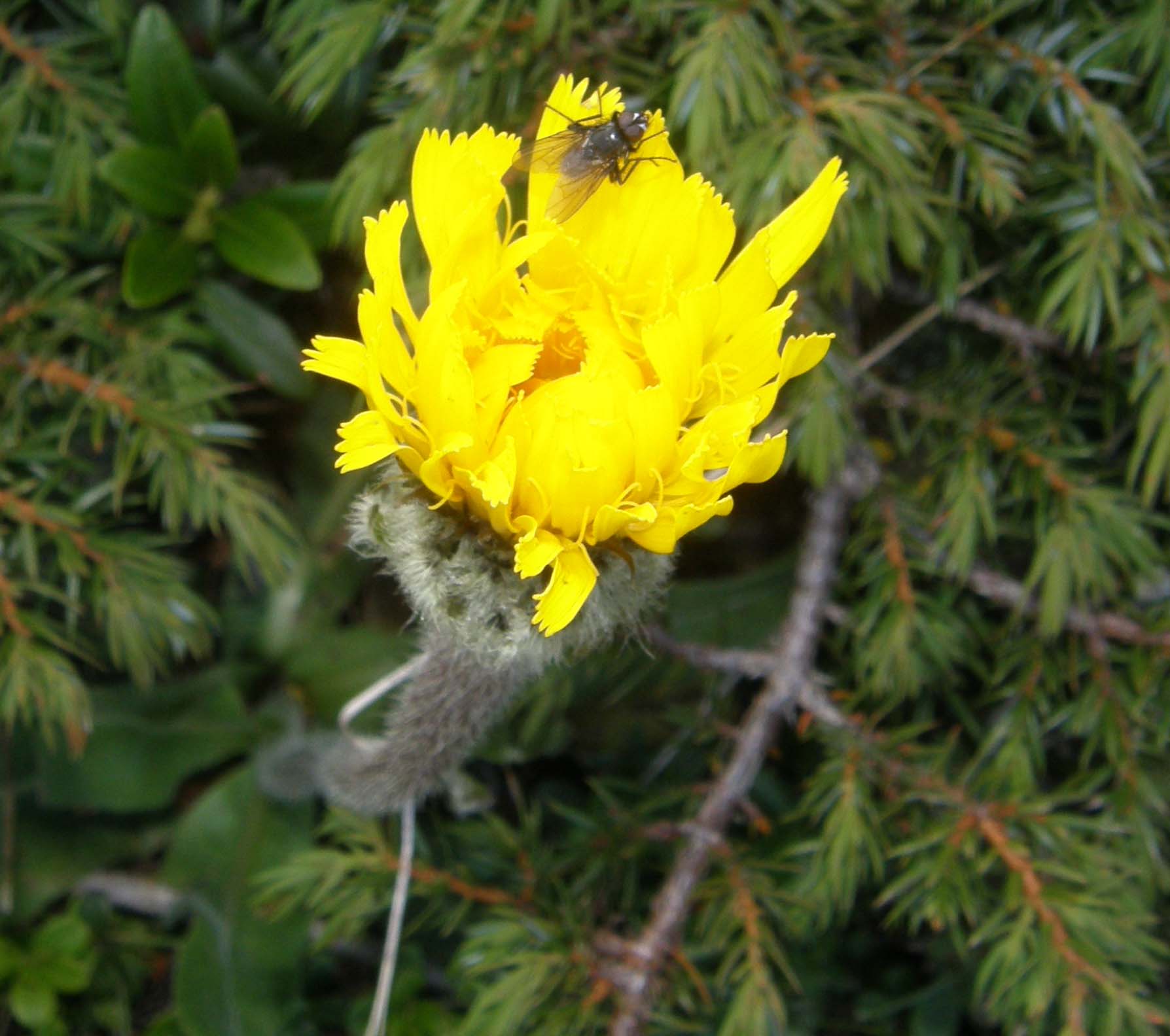 Hypochaeris uniflora