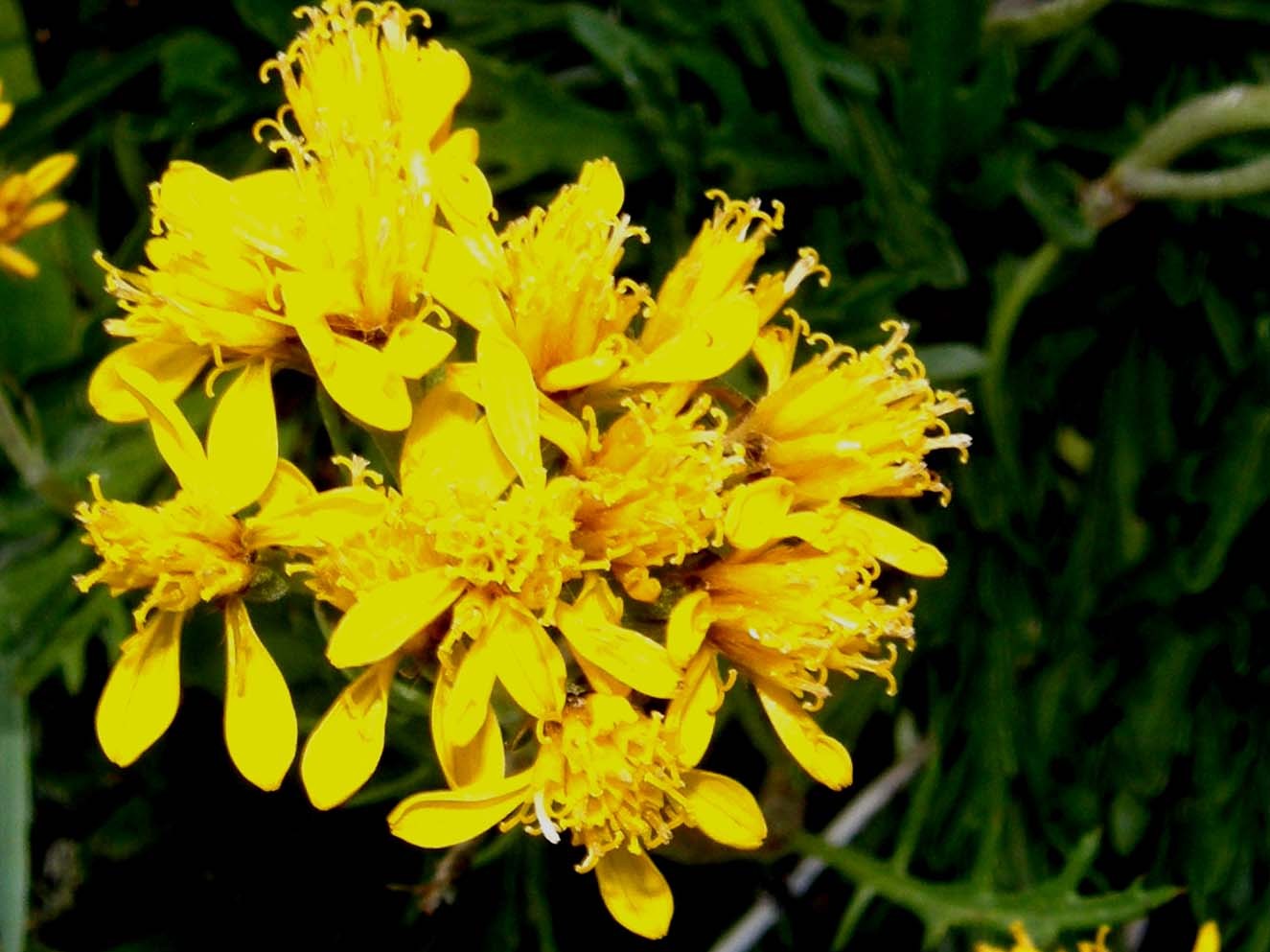 Senecio incanus