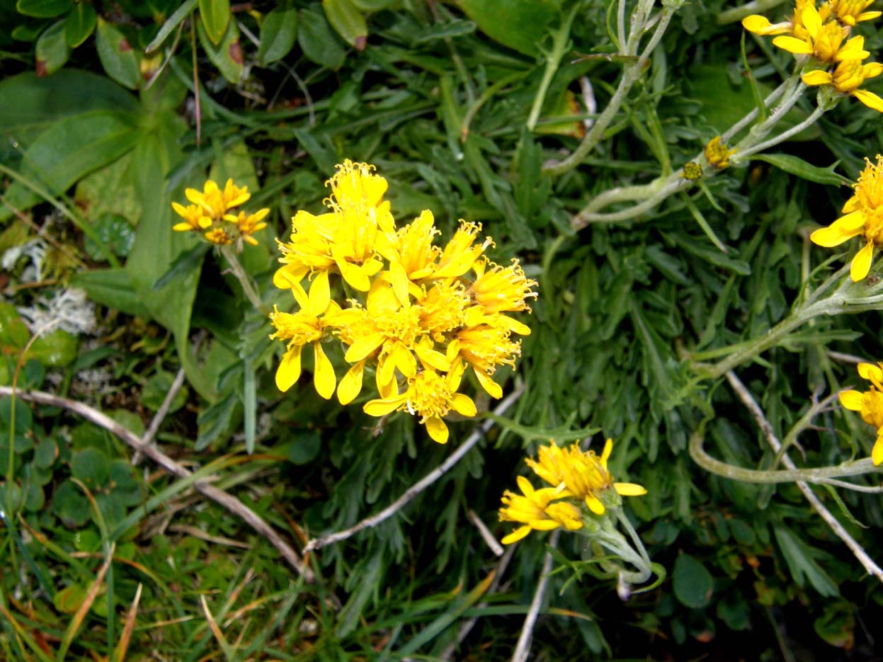 Senecio incanus