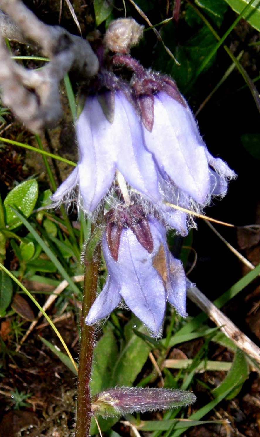 Campanula barbata