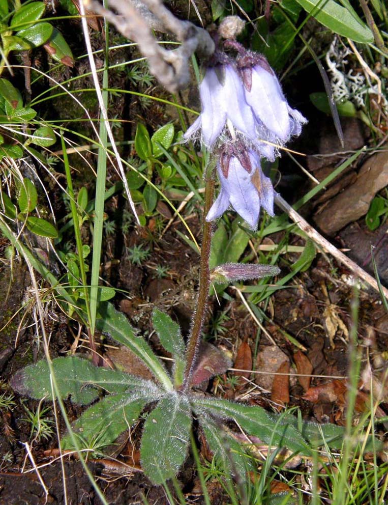 Campanula barbata