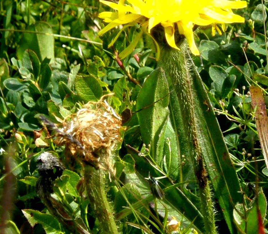 Hypochaeris uniflora