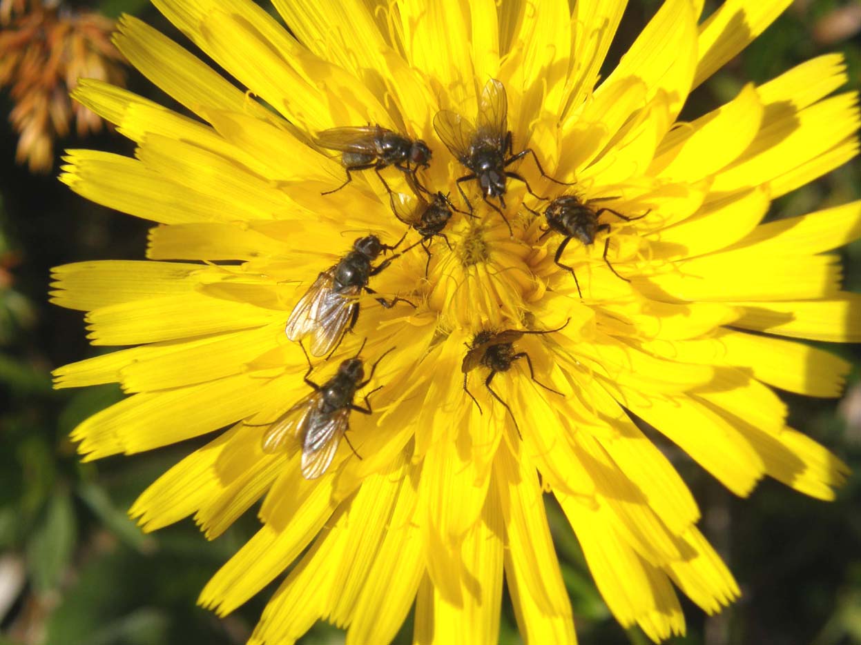 Assembramento di ditteri sopra un fiore