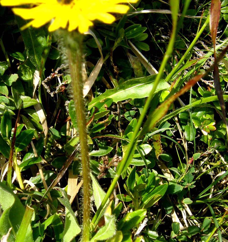 Hypochaeris uniflora