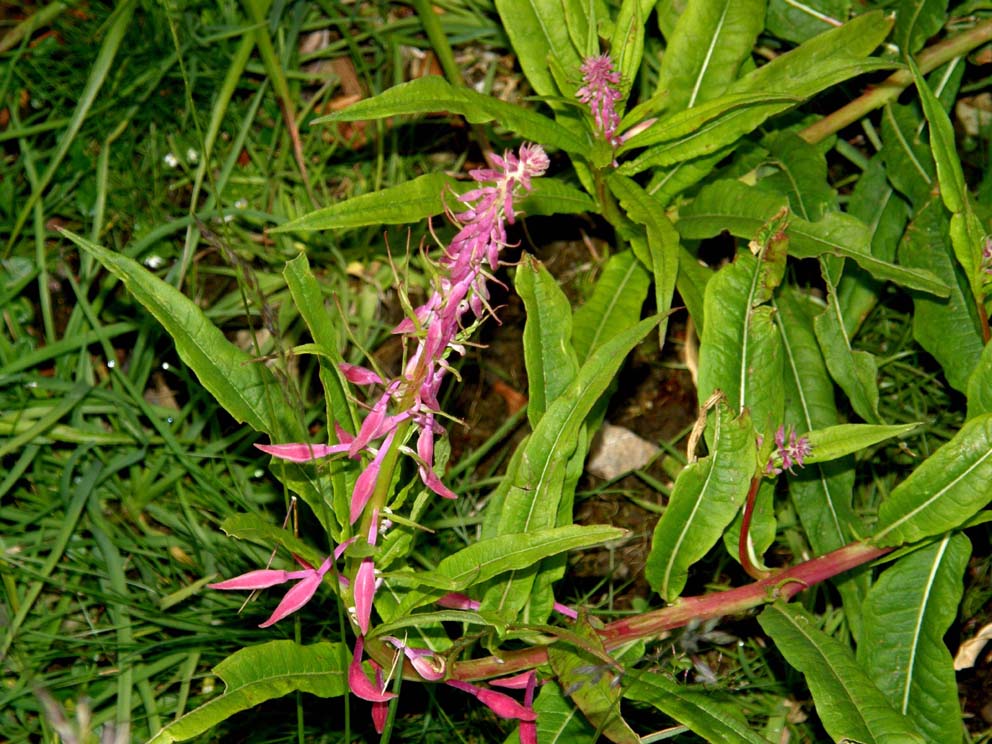 Chamaenerion angustifolium (ex Epilobium angustifolium)