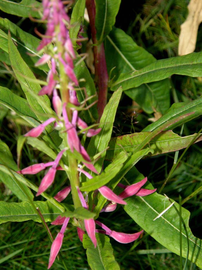 Chamaenerion angustifolium (ex Epilobium angustifolium)