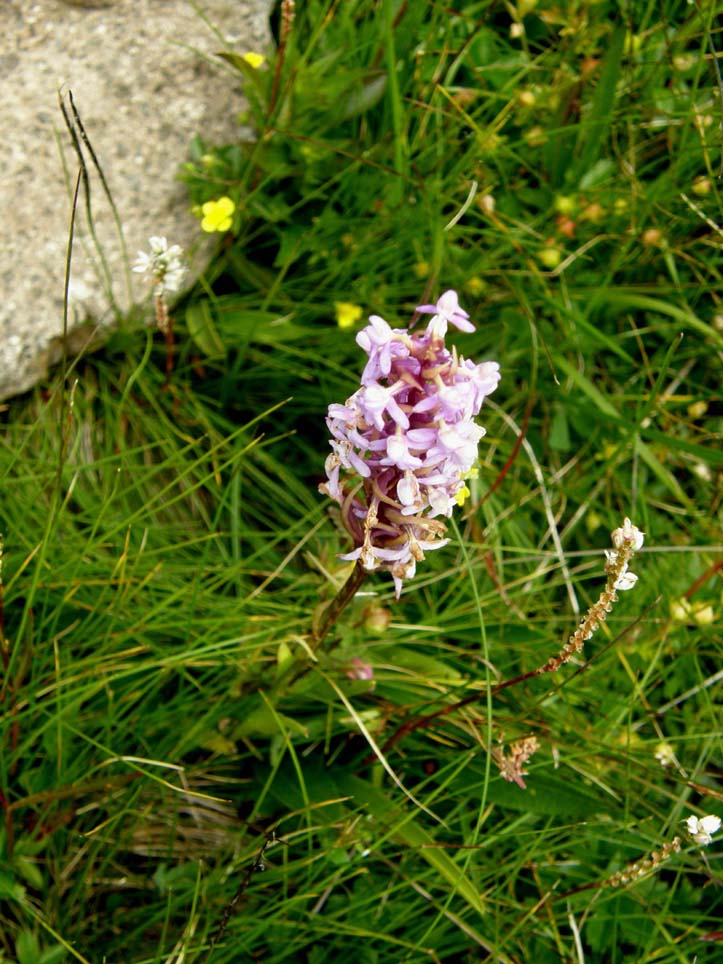 Orchidea altoatesina da identificare: Gymnadenia conopsea