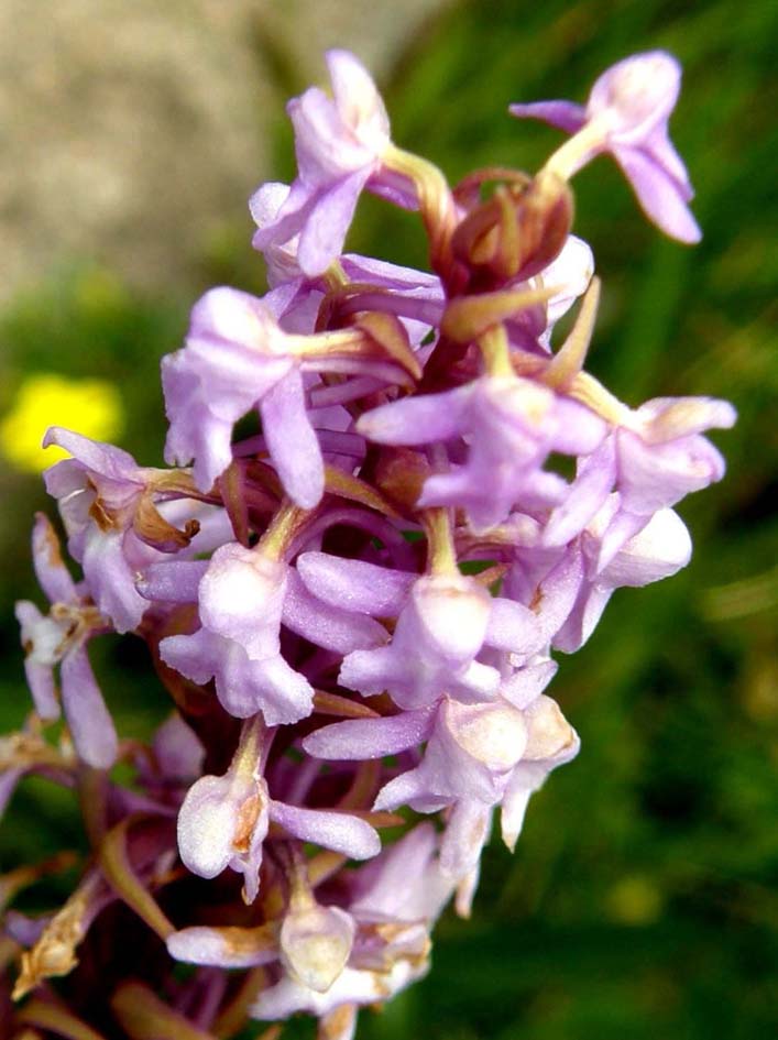 Orchidea altoatesina da identificare: Gymnadenia conopsea