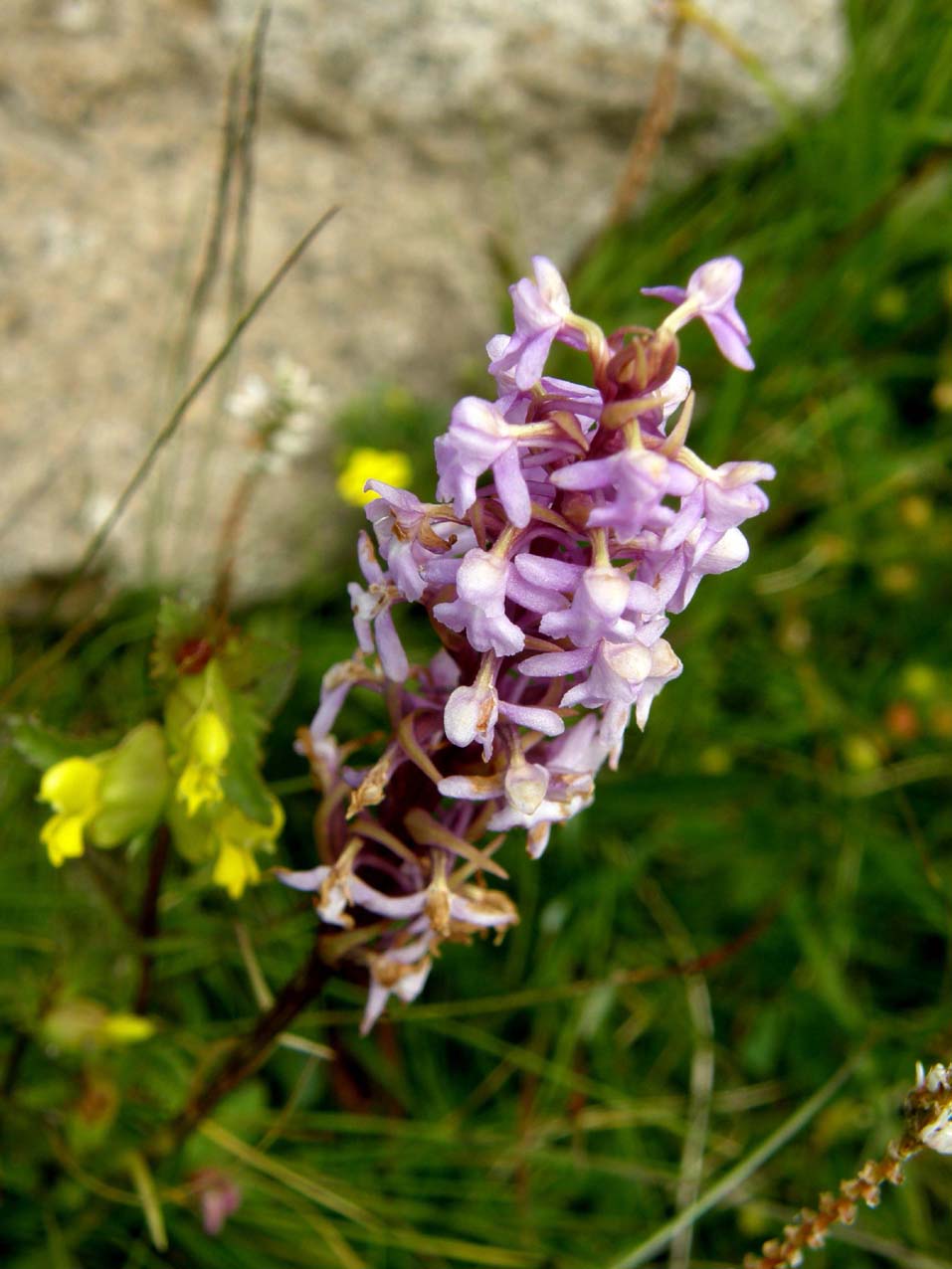 Orchidea altoatesina da identificare: Gymnadenia conopsea