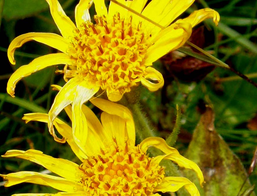 Arnica montana / Arnica