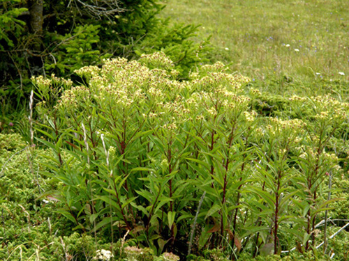 Senecio cacaliaster / Senecione biancastro