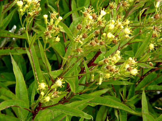 Senecio cacaliaster / Senecione biancastro