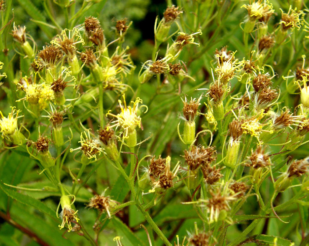 Senecio cacaliaster / Senecione biancastro