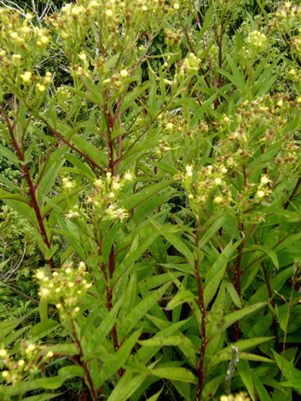 Senecio cacaliaster / Senecione biancastro