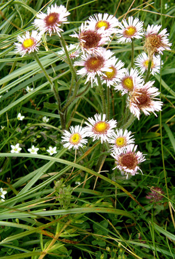 Erigeron cfr. alpinus (Asteraceae)
