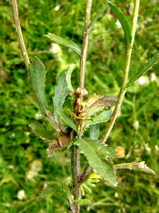 Leucanthemum vulgare  (Asteraceae)