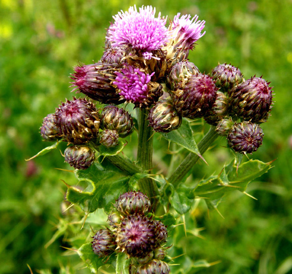 Pi spinoso di cos! - Cirsium cfr. arvense (Asteraceae)