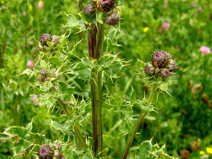 Pi spinoso di cos! - Cirsium cfr. arvense (Asteraceae)