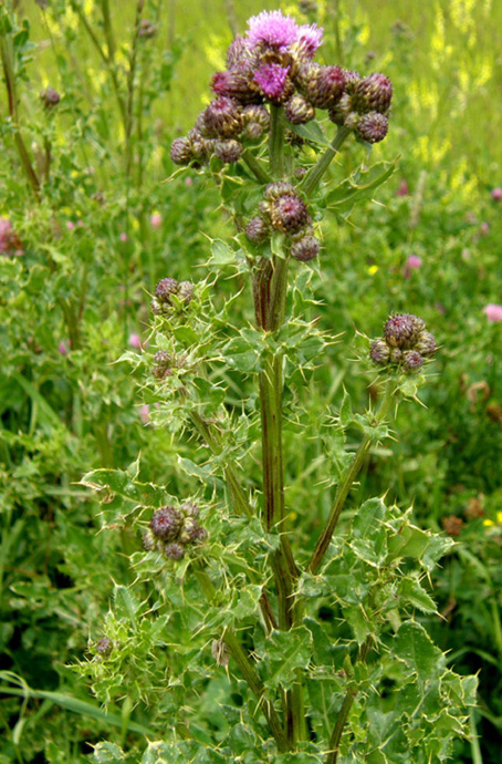 Pi spinoso di cos! - Cirsium cfr. arvense (Asteraceae)