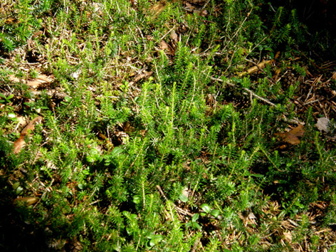 Cfr. Lycopodium sp.