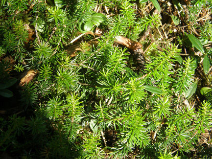 Cfr. Lycopodium sp.