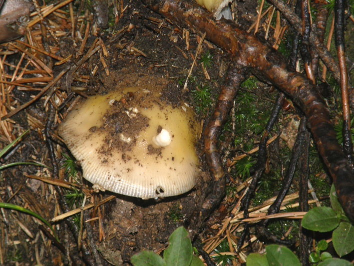 In un bosco di conifere altoatesino 1