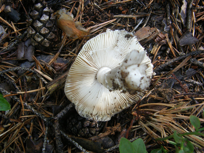 In un bosco di conifere altoatesino 1