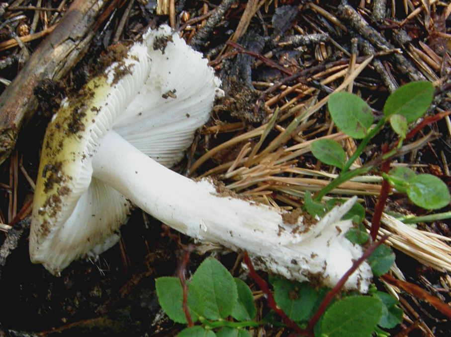 In un bosco di conifere altoatesino 1