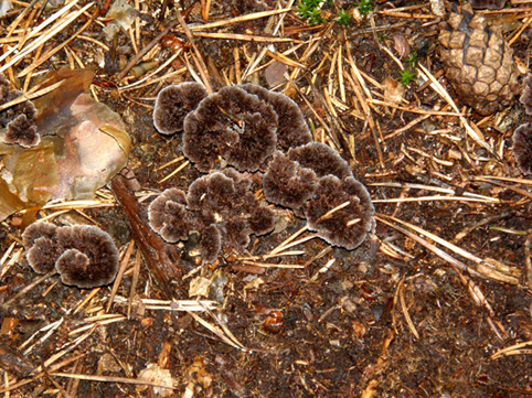 Funghi che sembrano...cristalli: Telephora terrestris